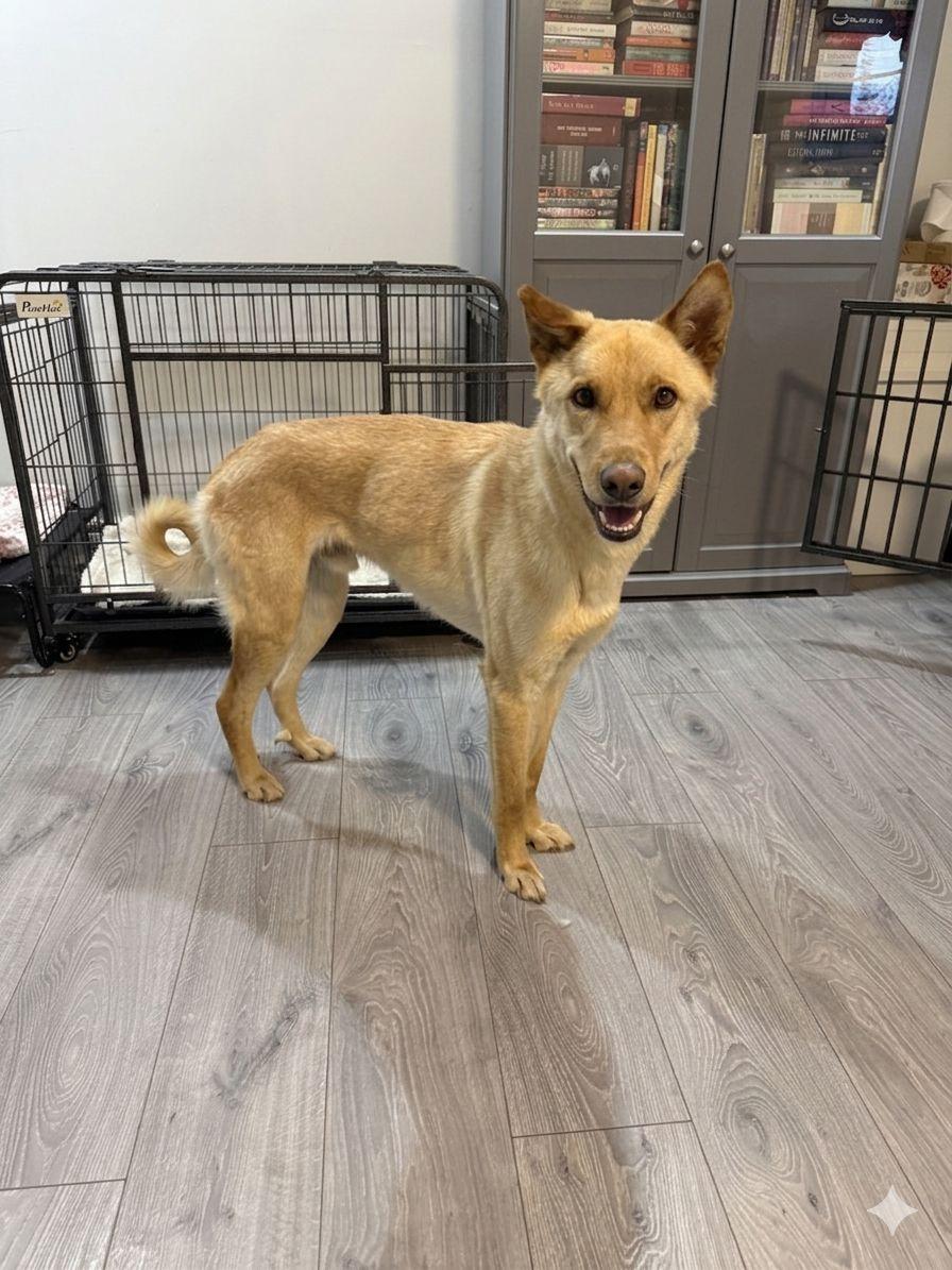 Enlarge Buddy, a ADOPTABLE Mixed Breed in Markham, ON image 6/6