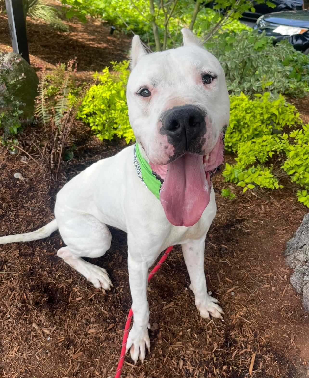 Enlarge Zen, a Adoptable Dogo Argentino in lynnwood , WA image 1/6