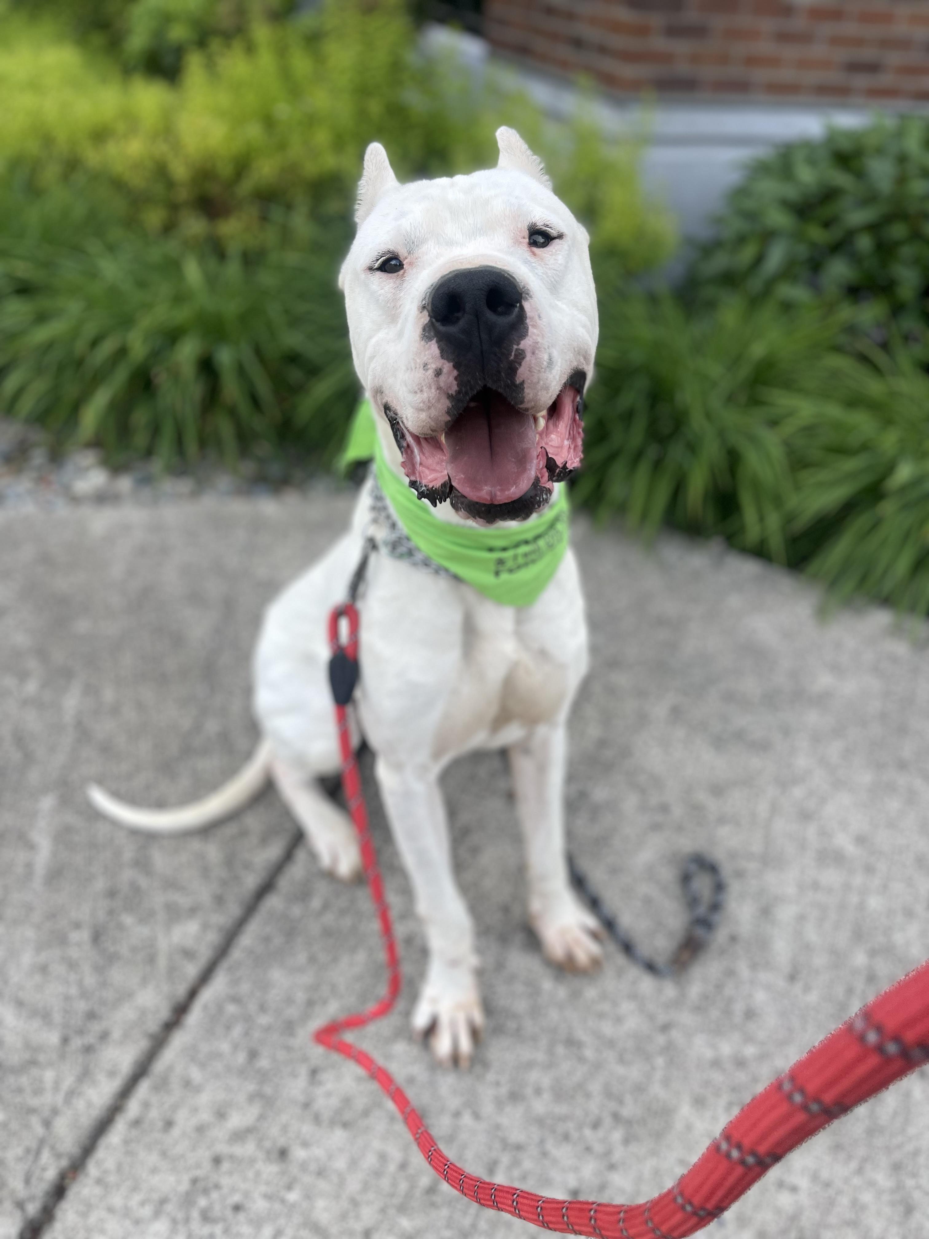 Enlarge Zen, a Adoptable Dogo Argentino in lynnwood , WA image 4/6