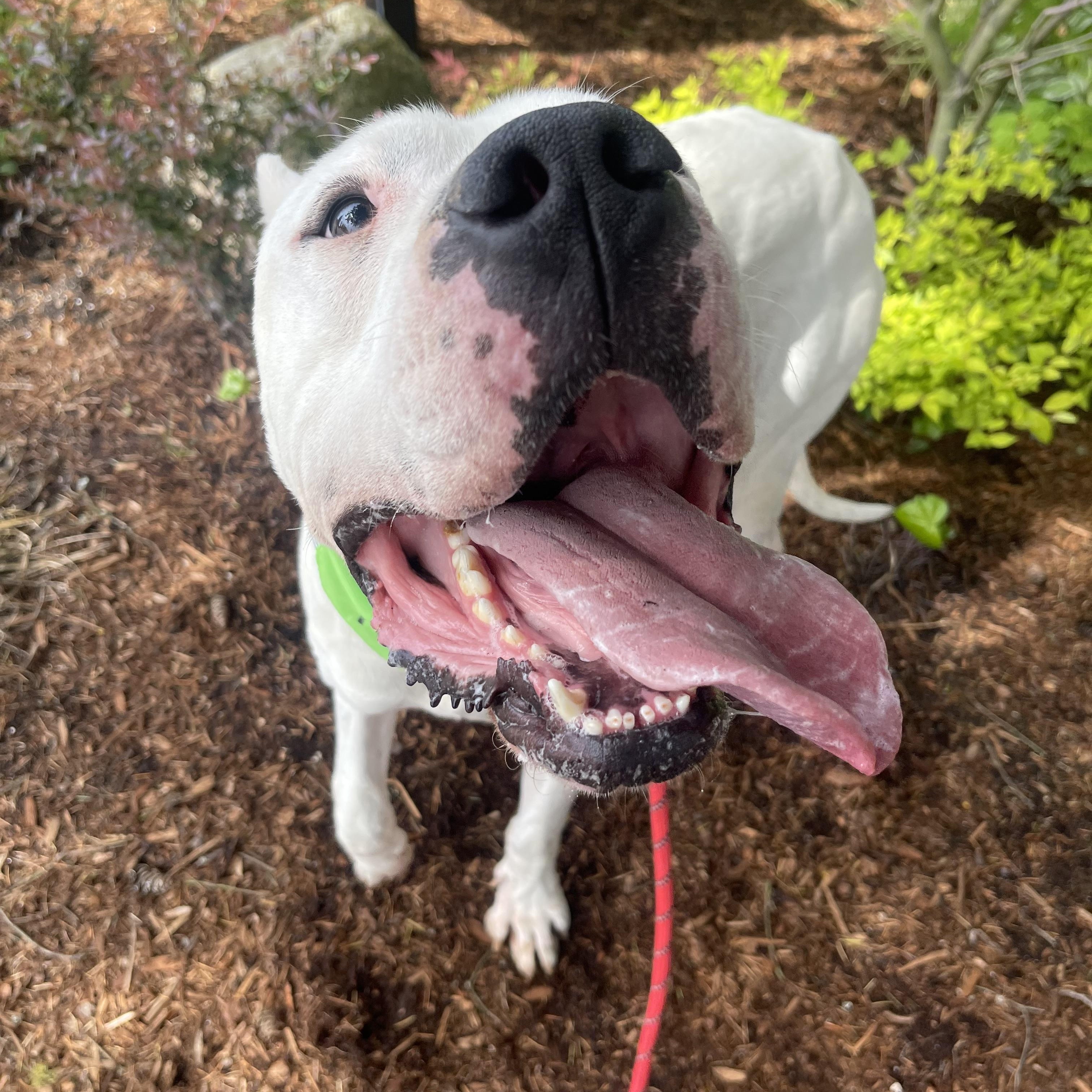 Enlarge Zen, a Adoptable Dogo Argentino in lynnwood , WA image 5/6