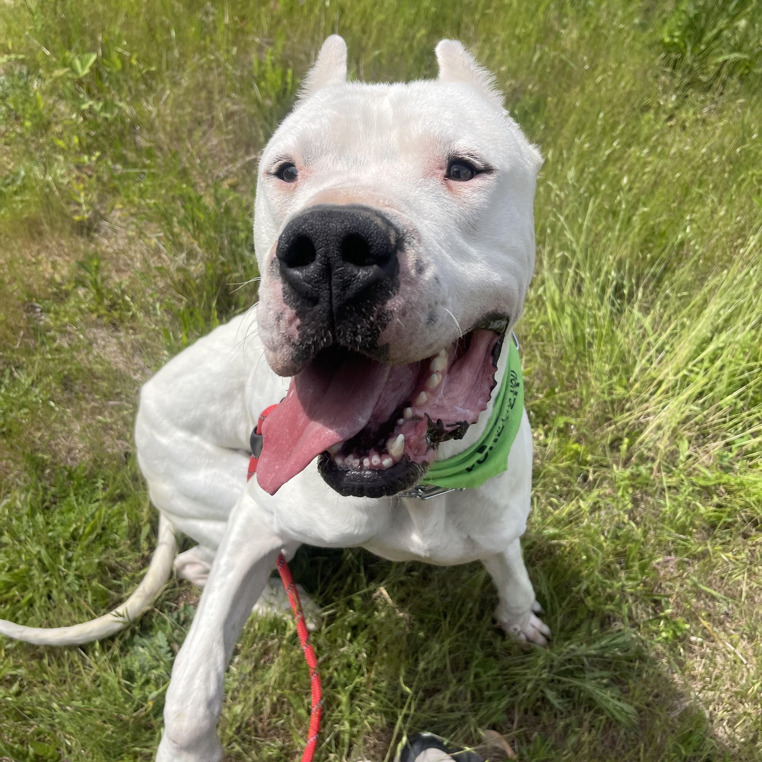 Enlarge Zen, a Adoptable Dogo Argentino in lynnwood , WA image 6/6