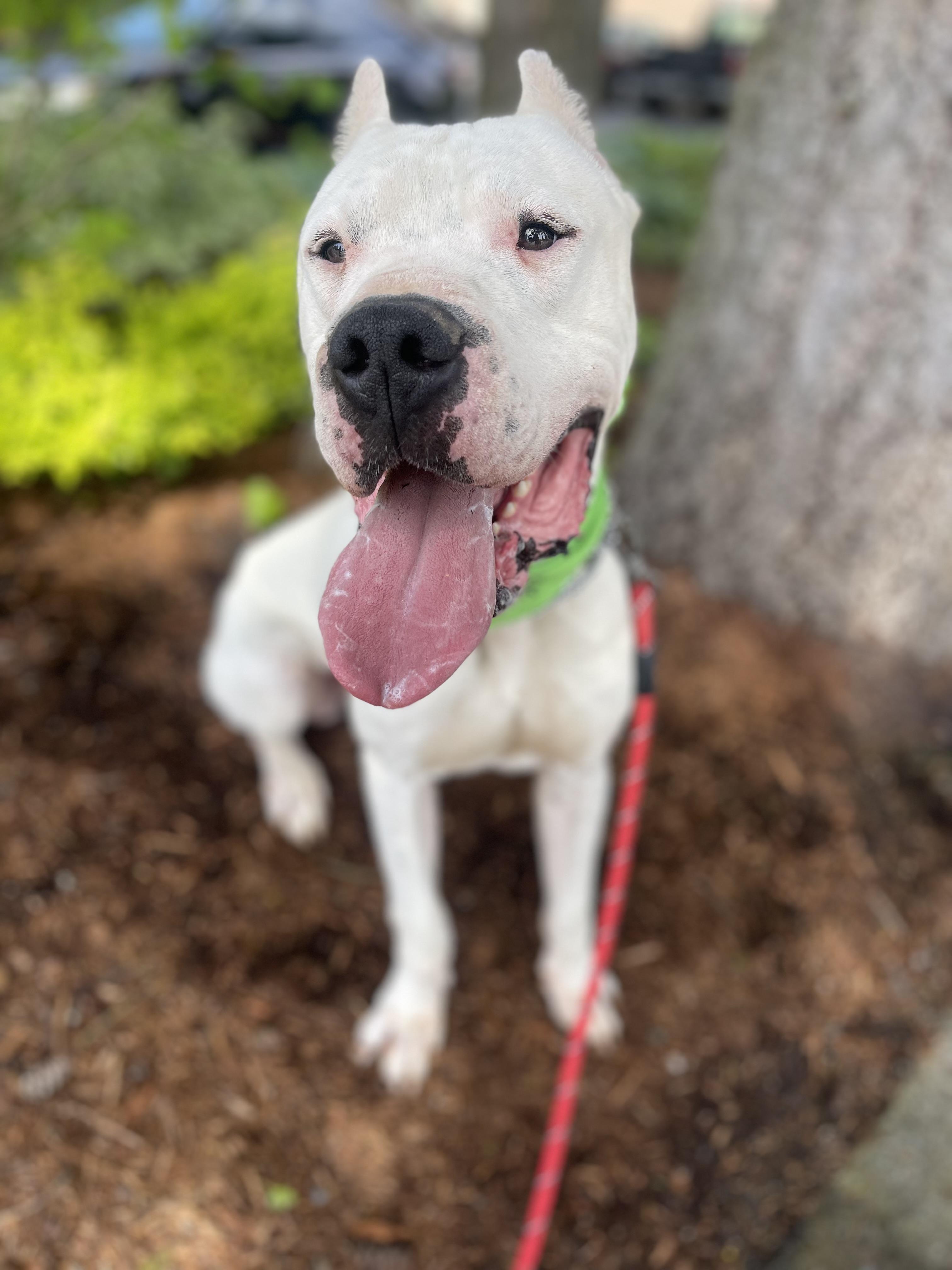 Enlarge Zen, a Adoptable Dogo Argentino in lynnwood , WA image 2/6