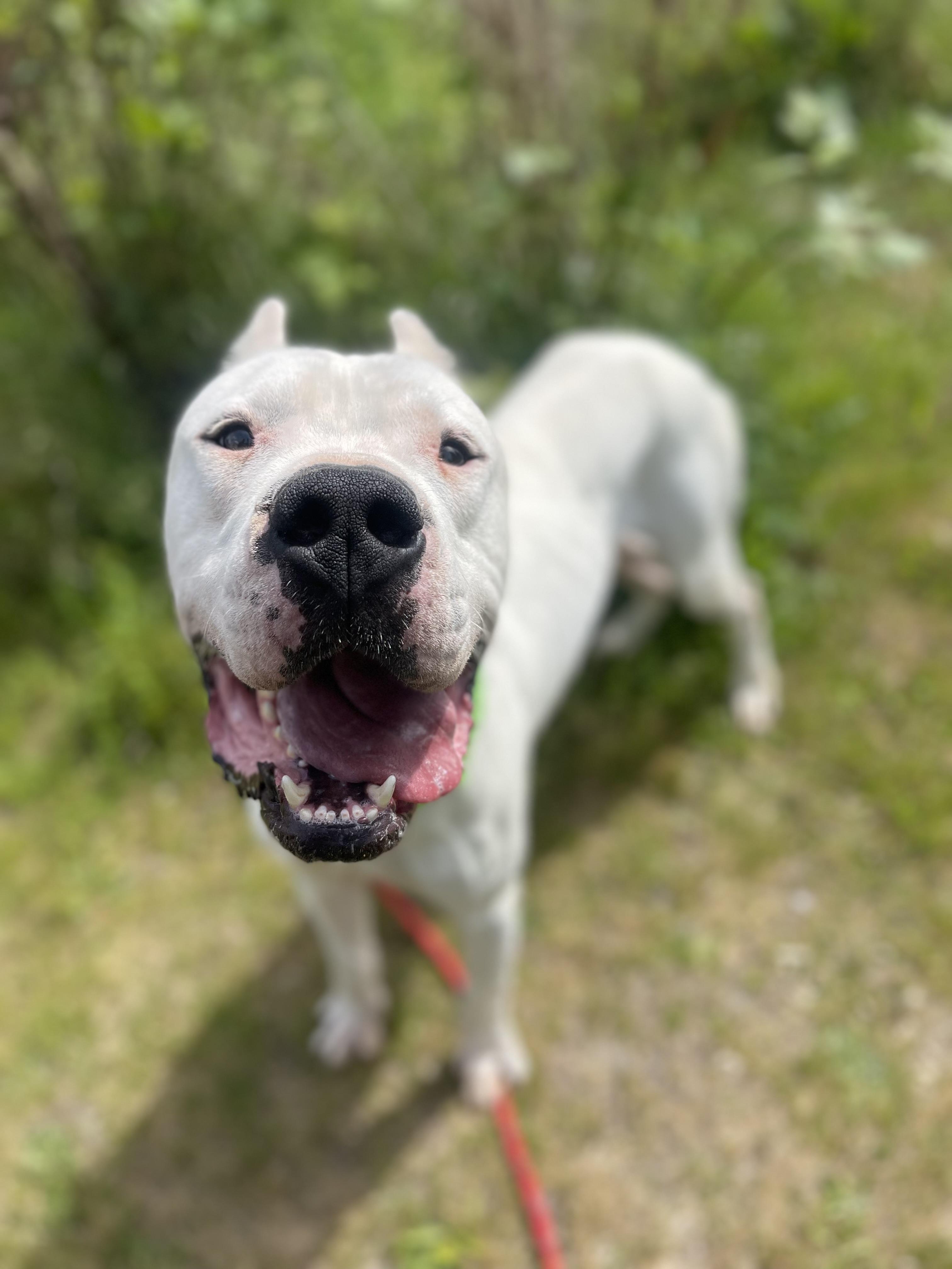 Enlarge Zen, a Adoptable Dogo Argentino in lynnwood , WA image 3/6