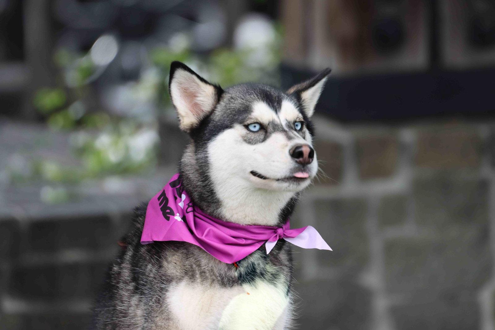 Haven, a Adoptable Siberian Husky in Walnut Creek, CA image 1/3