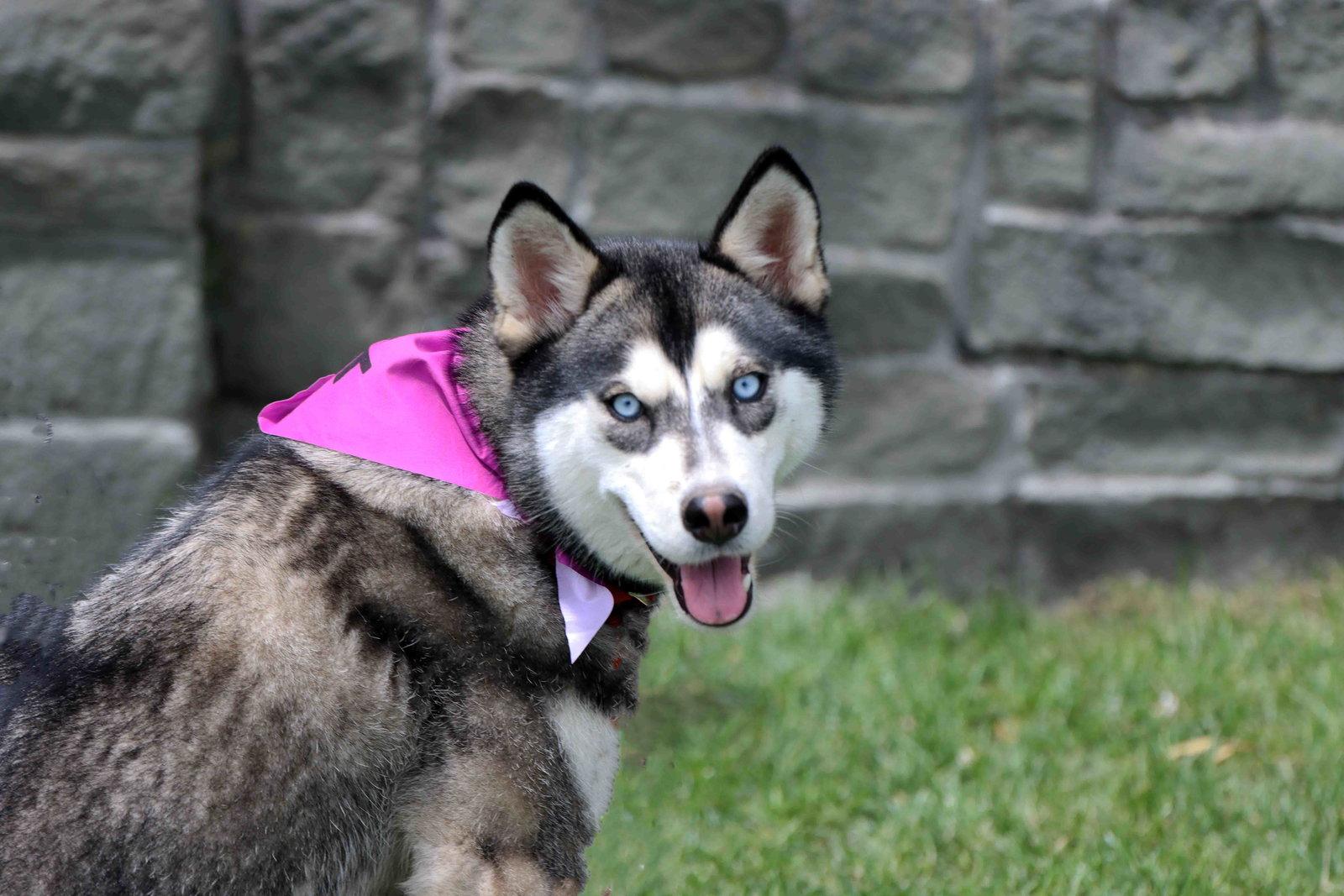 Haven, a Adoptable Siberian Husky in Walnut Creek, CA image 2/3