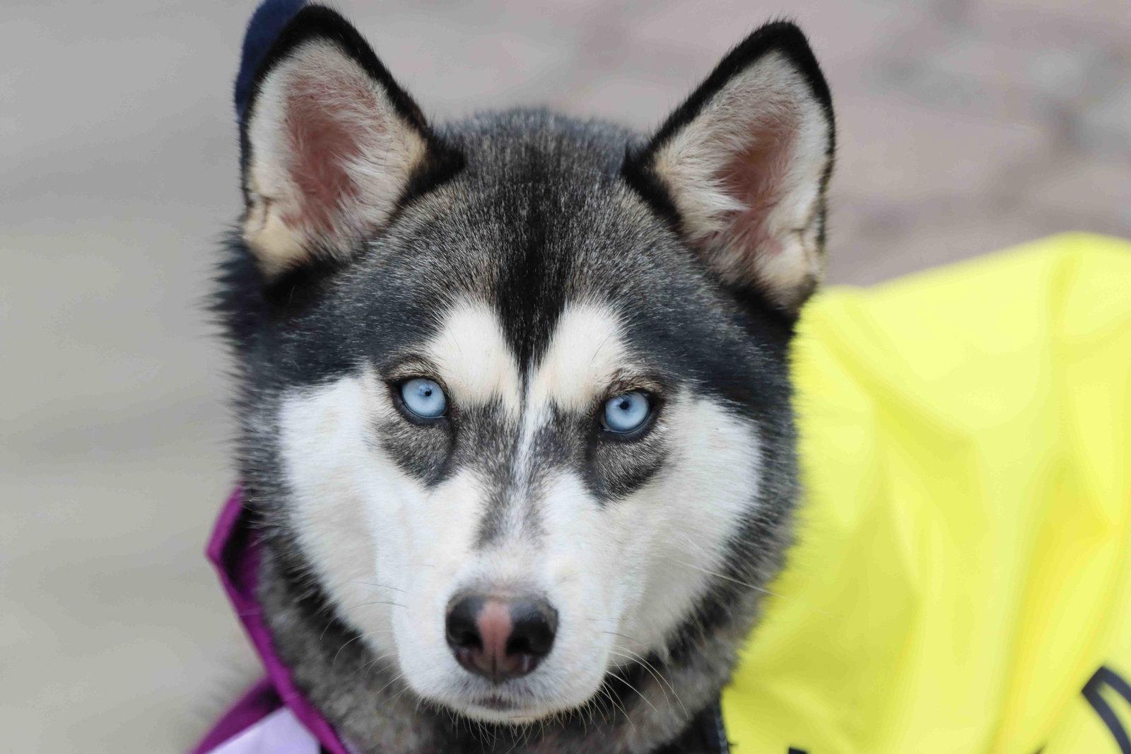 Haven, a Adoptable Siberian Husky in Walnut Creek, CA image 3/3