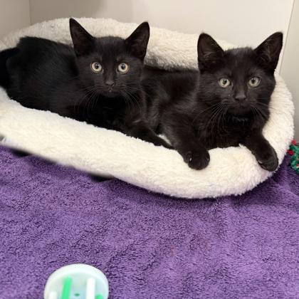 Jessica, Adoptable, Kitten Female Domestic Short Hair & Domestic Short Hair.