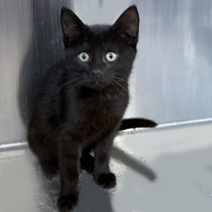 Jessica, a Adoptable Domestic Short Hair in Voorhees, NJ image 2/2