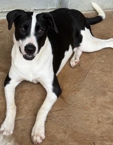 Enlarge charlotte, a Adoptable mixed breed in harrisonburg, VA image 2/6