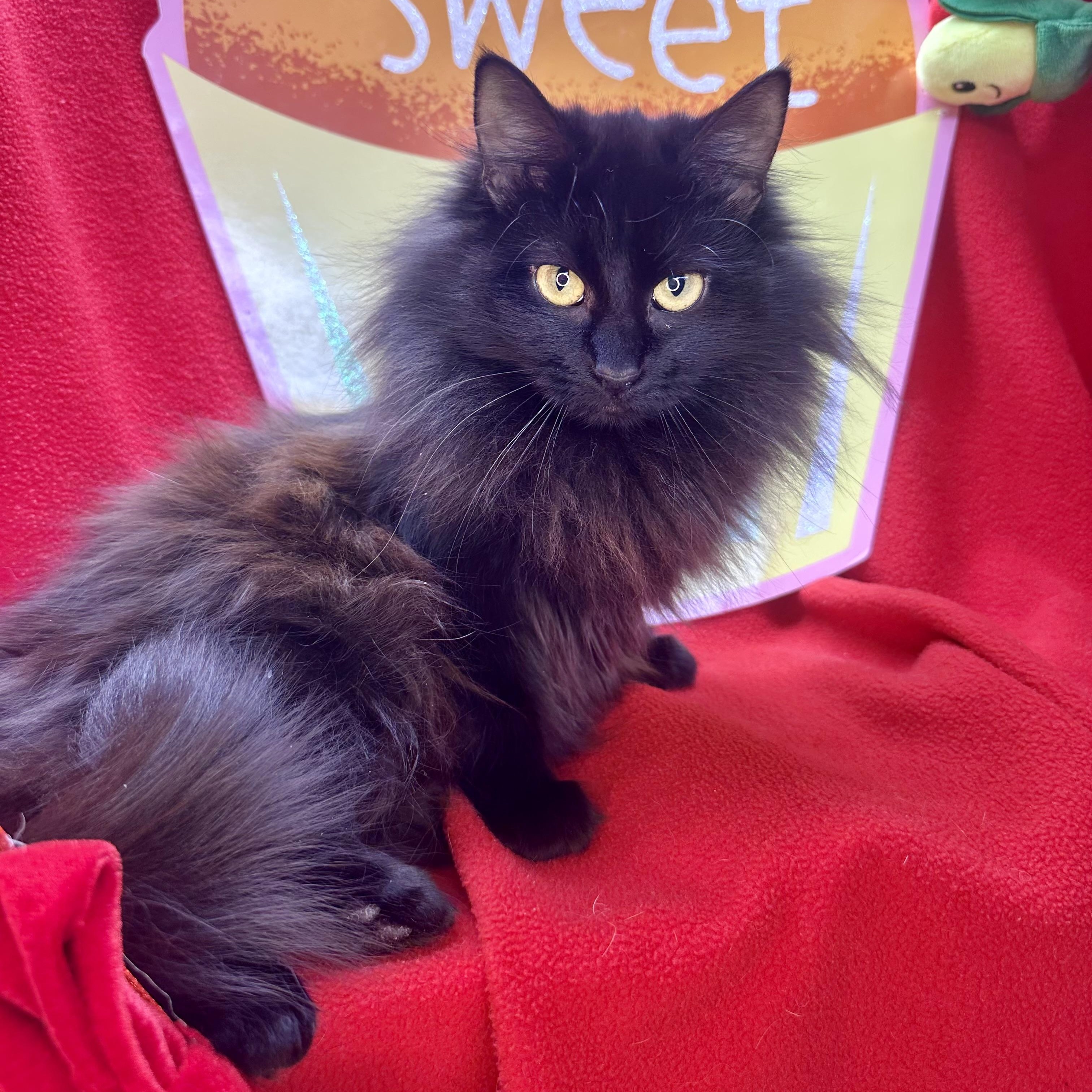 Tulip, Adoptable, Young Female Norwegian Forest Cat & Siberian.