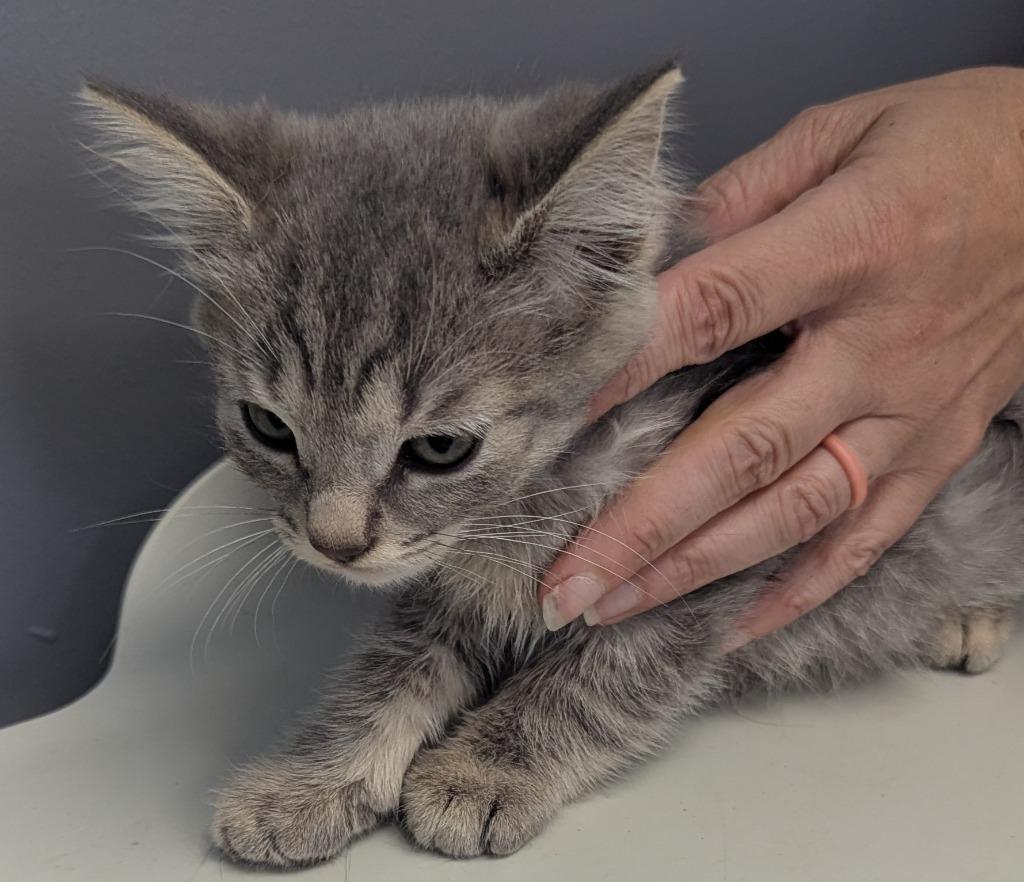 Enlarge Anchor, a Adoptable mixed breed in Culpeper, VA image 1/1