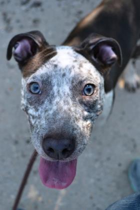 Freckles Reina, Adoptable, Adult Female Australian Cattle Dog / Blue Heeler & Mixed Breed.