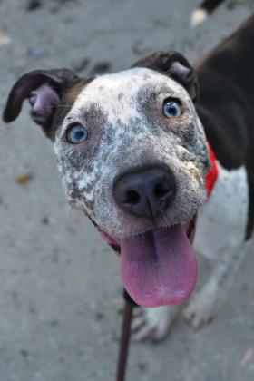 Enlarge Freckles Reina, a Adoptable mixed breed in New Orleans, LA image 2/2