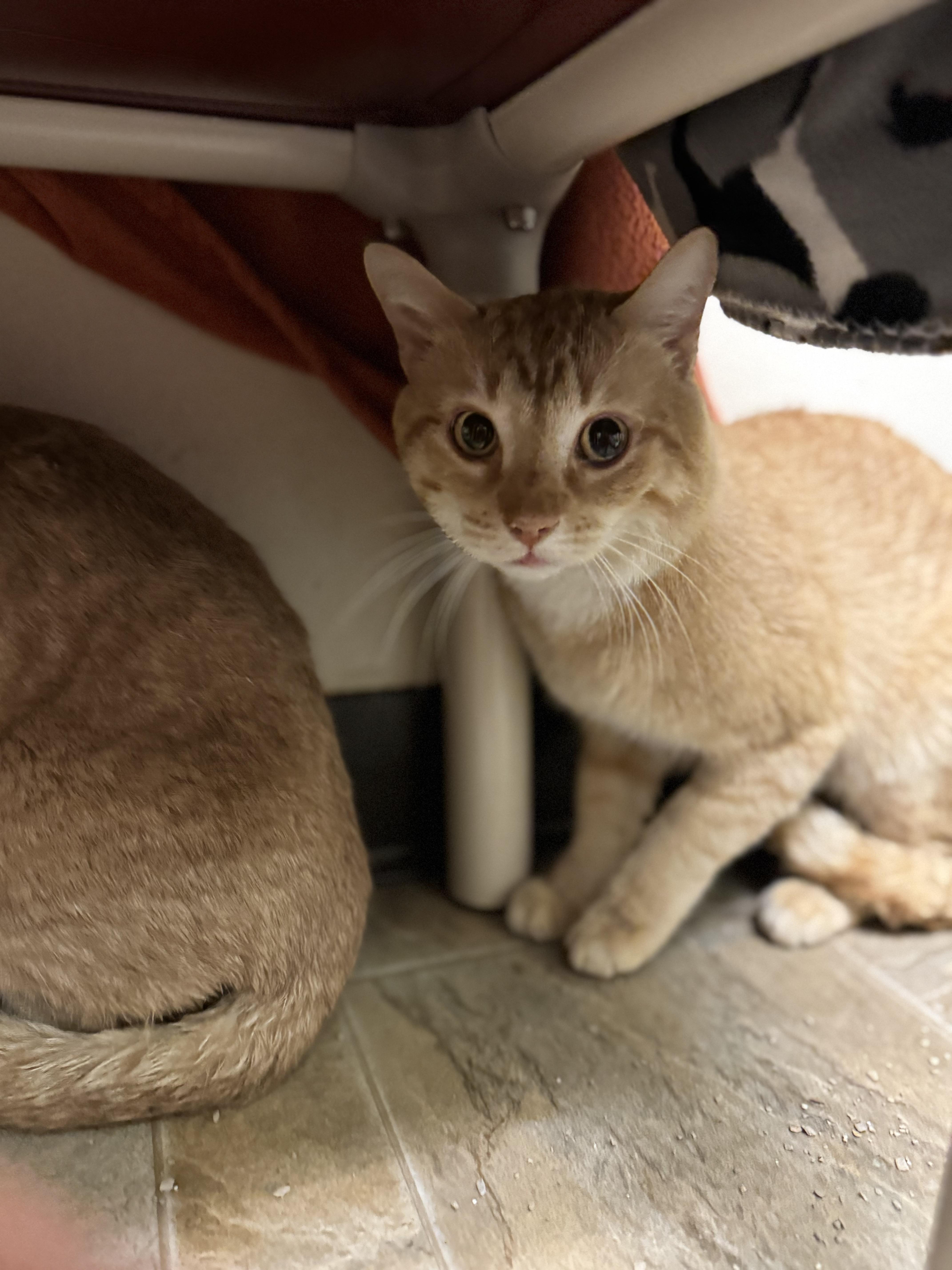 Harp, ADOPTABLE, Adult Male Domestic Short Hair.