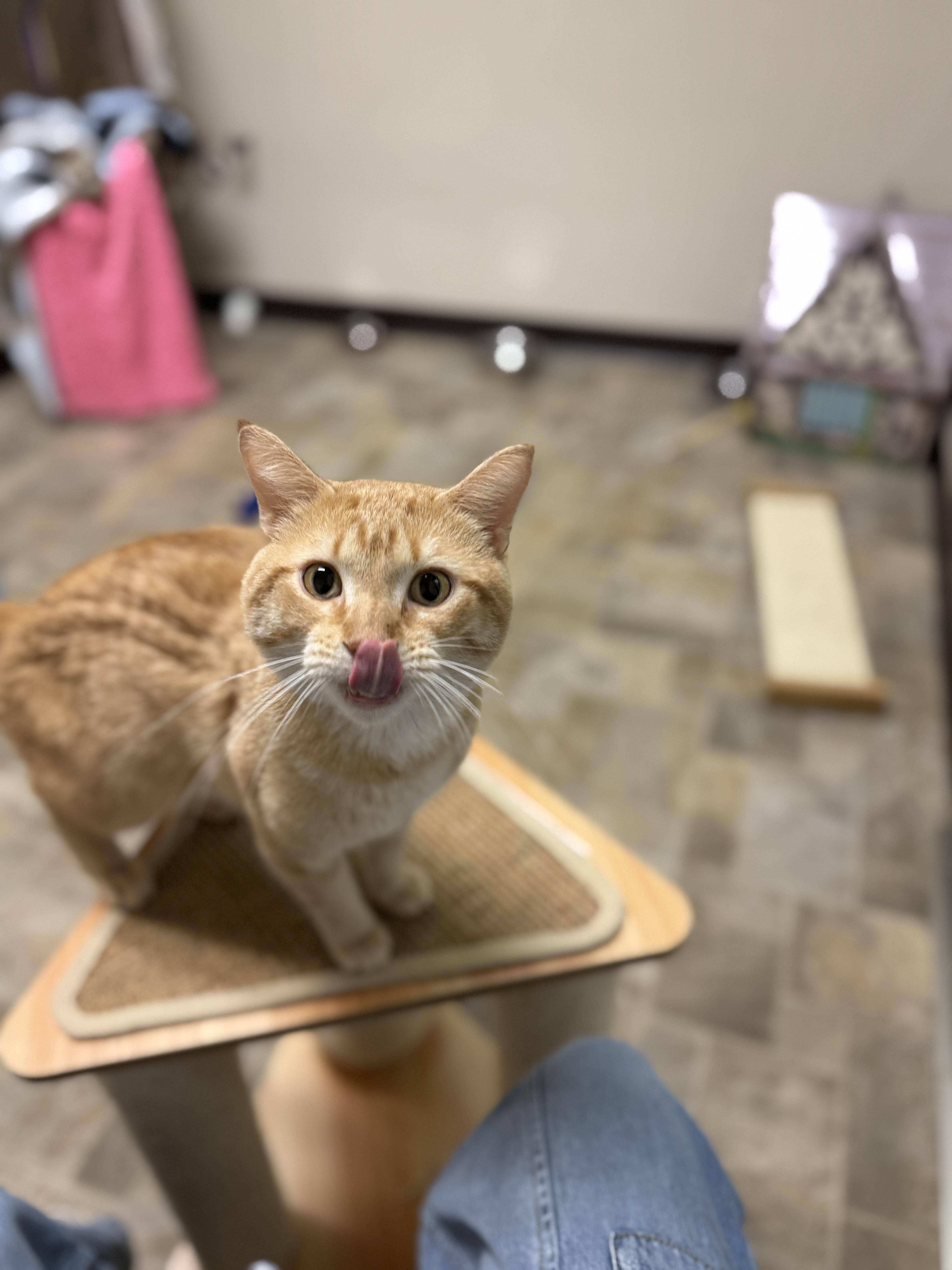 Enlarge Harp, a ADOPTABLE Domestic Short Hair in Dodgeville, WI image 3/4