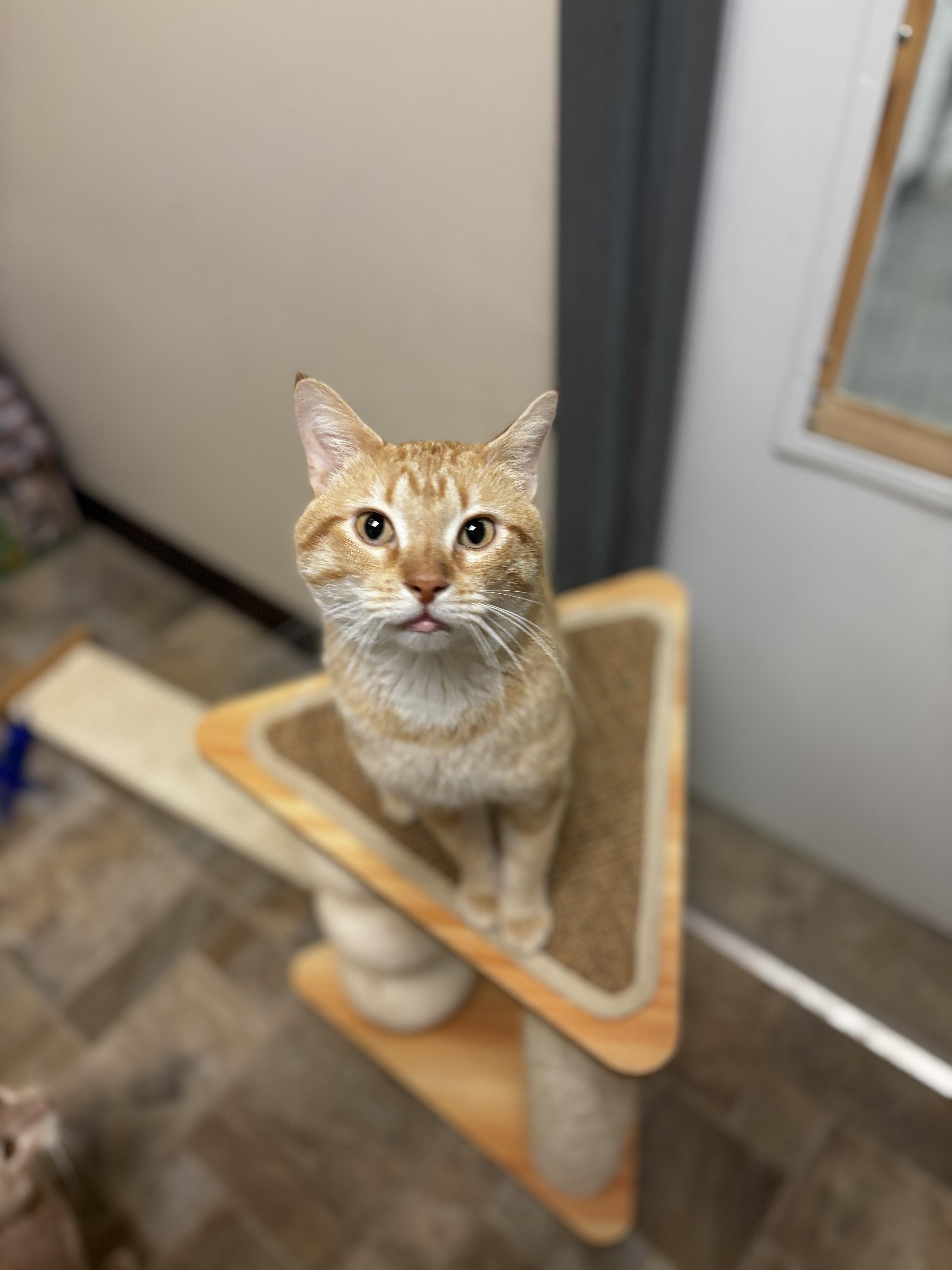 Enlarge Harp, a ADOPTABLE Domestic Short Hair in Dodgeville, WI image 1/4