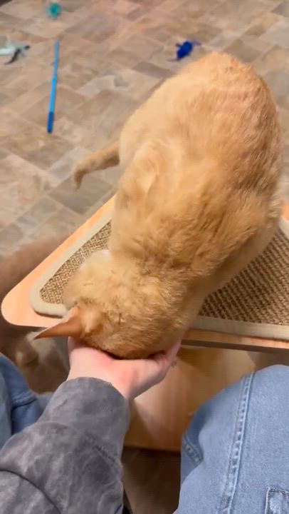 Enlarge Harp, a ADOPTABLE Domestic Short Hair in Dodgeville, WI video 4/4