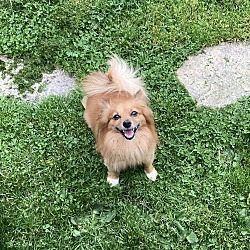 Noah, a Adopted Pomeranian in Claymont, DE image 1/4