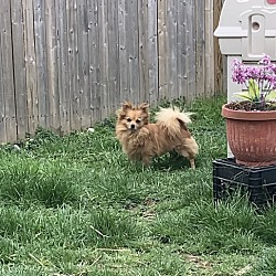 Noah, a Adopted Pomeranian in Claymont, DE image 2/4