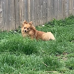 Noah, a Adopted Pomeranian in Claymont, DE image 3/4