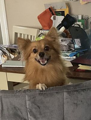 Noah, a Adopted Pomeranian in Claymont, DE image 4/4