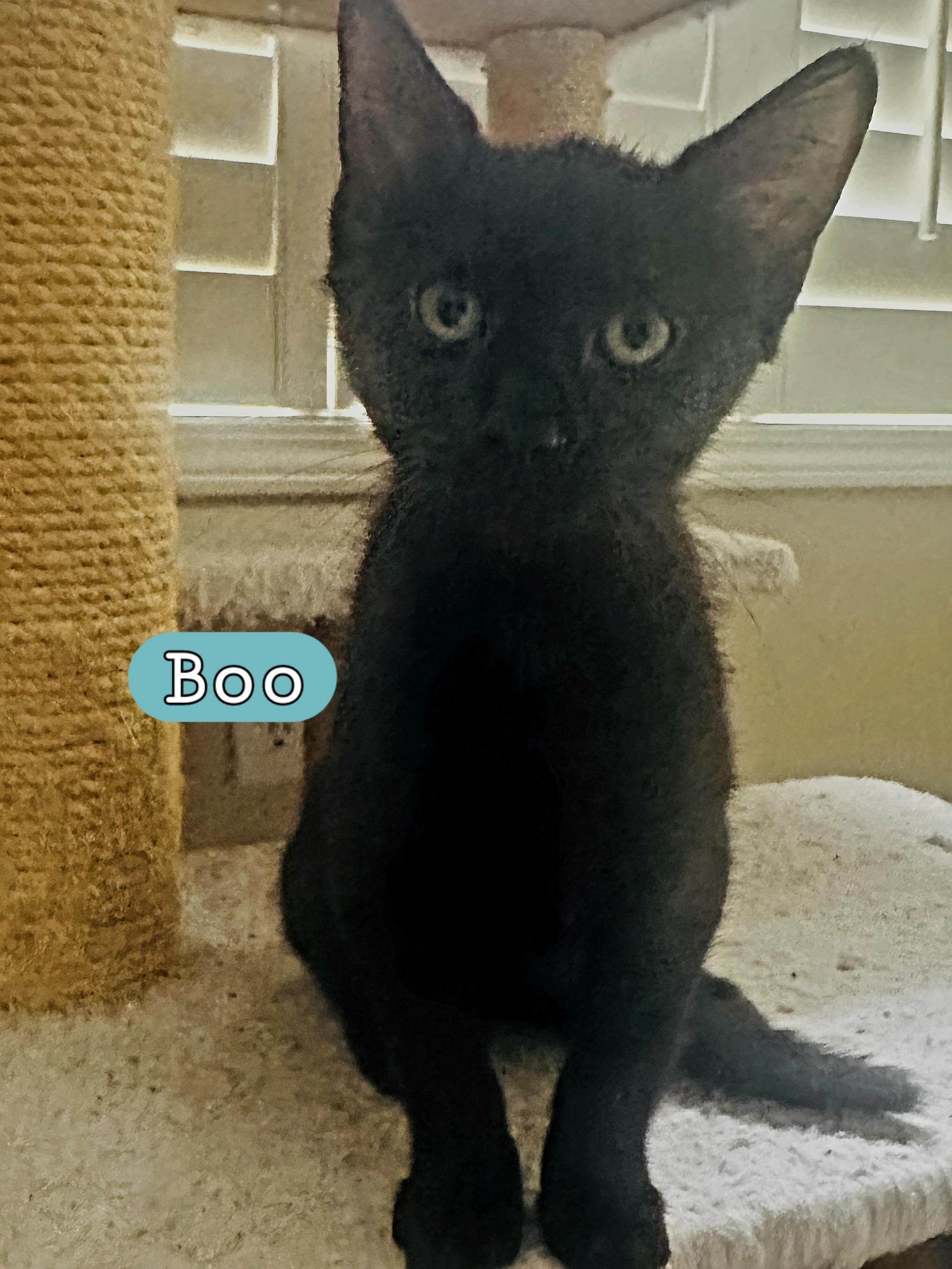 BOO, Adoptable, Kitten Male Domestic Short Hair.