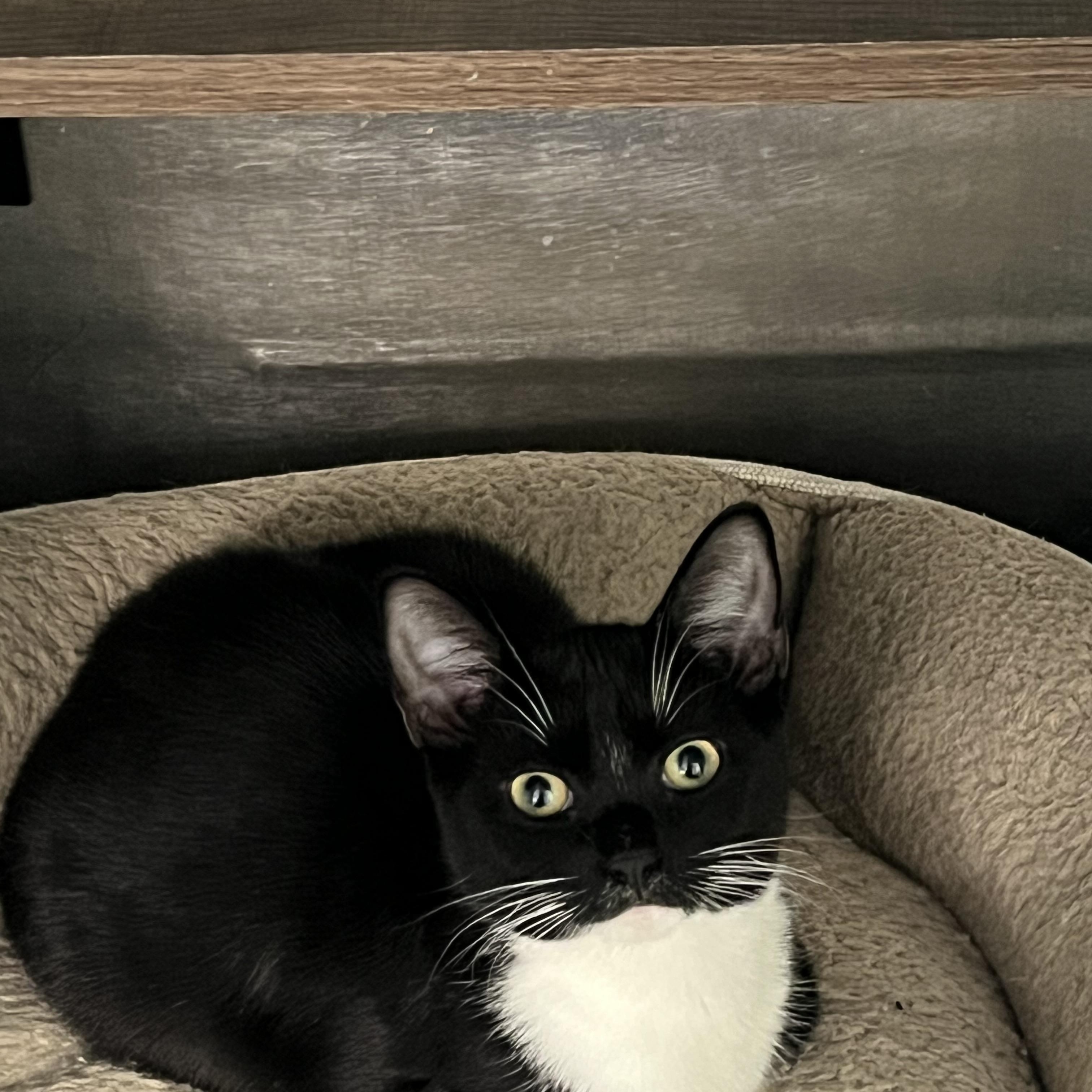 Choo Choo, ADOPTABLE, Young Female Tabby.