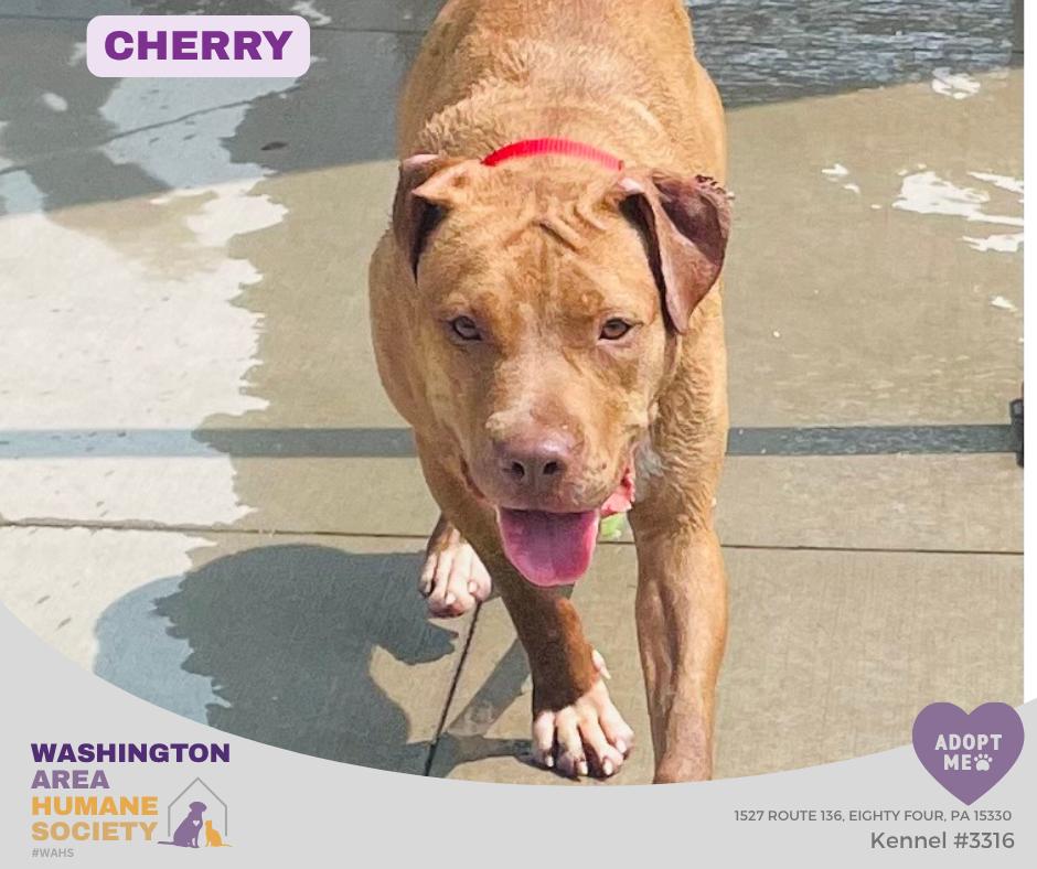 Cherry, ADOPTABLE, Young Female Pit Bull Terrier.