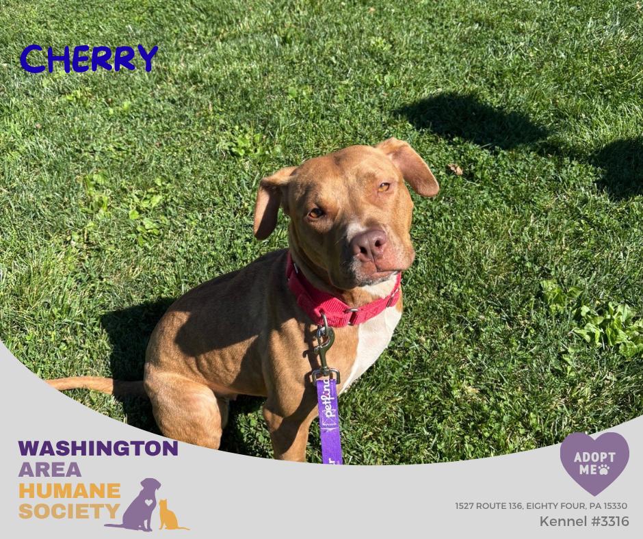 Cherry, Adoptable, Young Female Pit Bull Terrier.