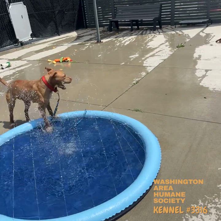 Enlarge Cherry, a ADOPTABLE mixed breed in Eighty Four, PA video 2/2