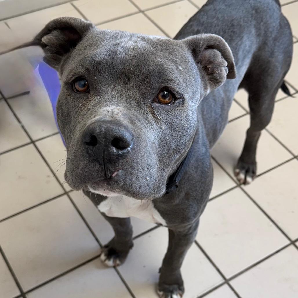 Iris — thumbnail 2