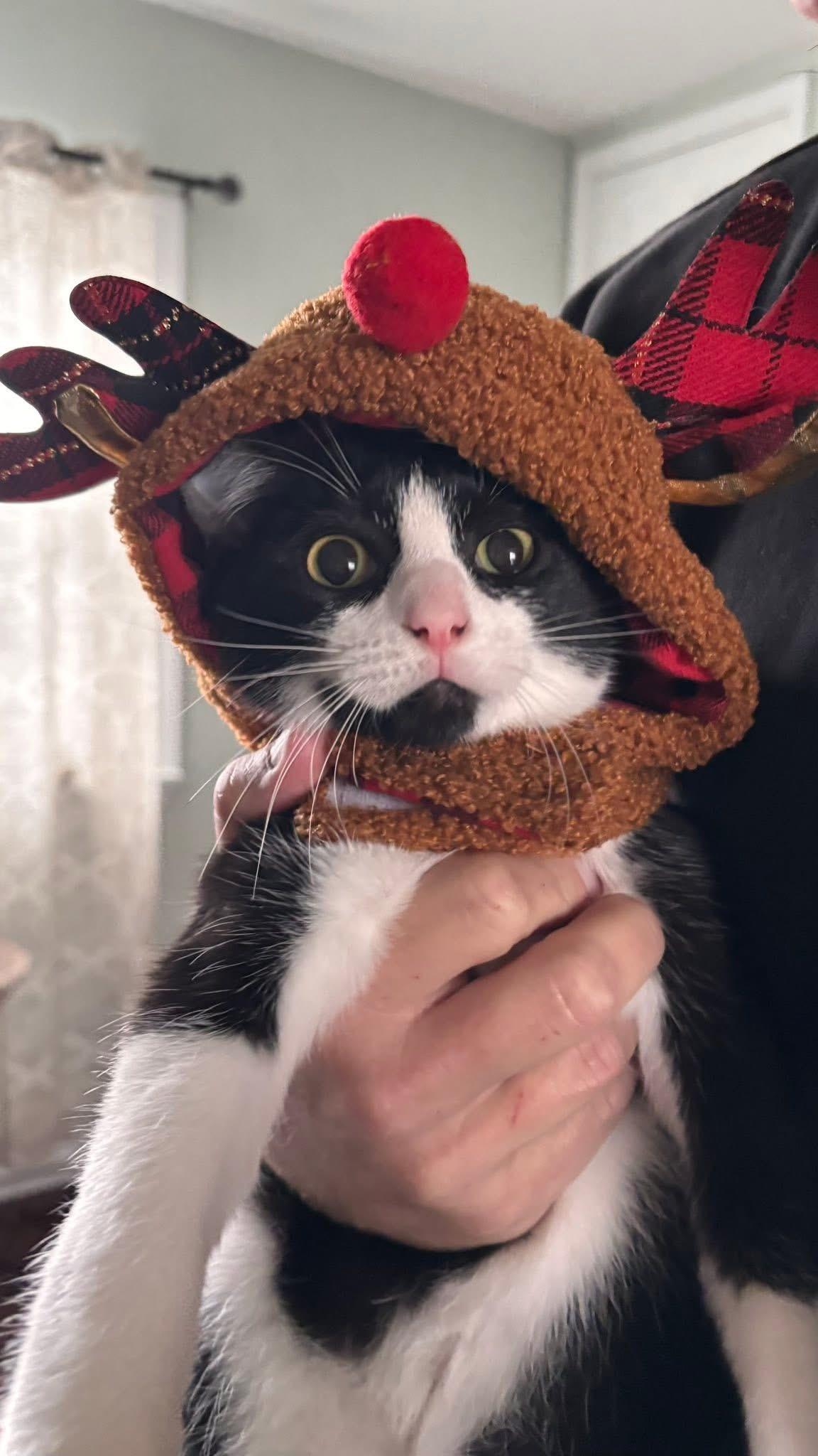 Enlarge Goggles, an adopted Domestic Short Hair in Elverson, PA image 2/3