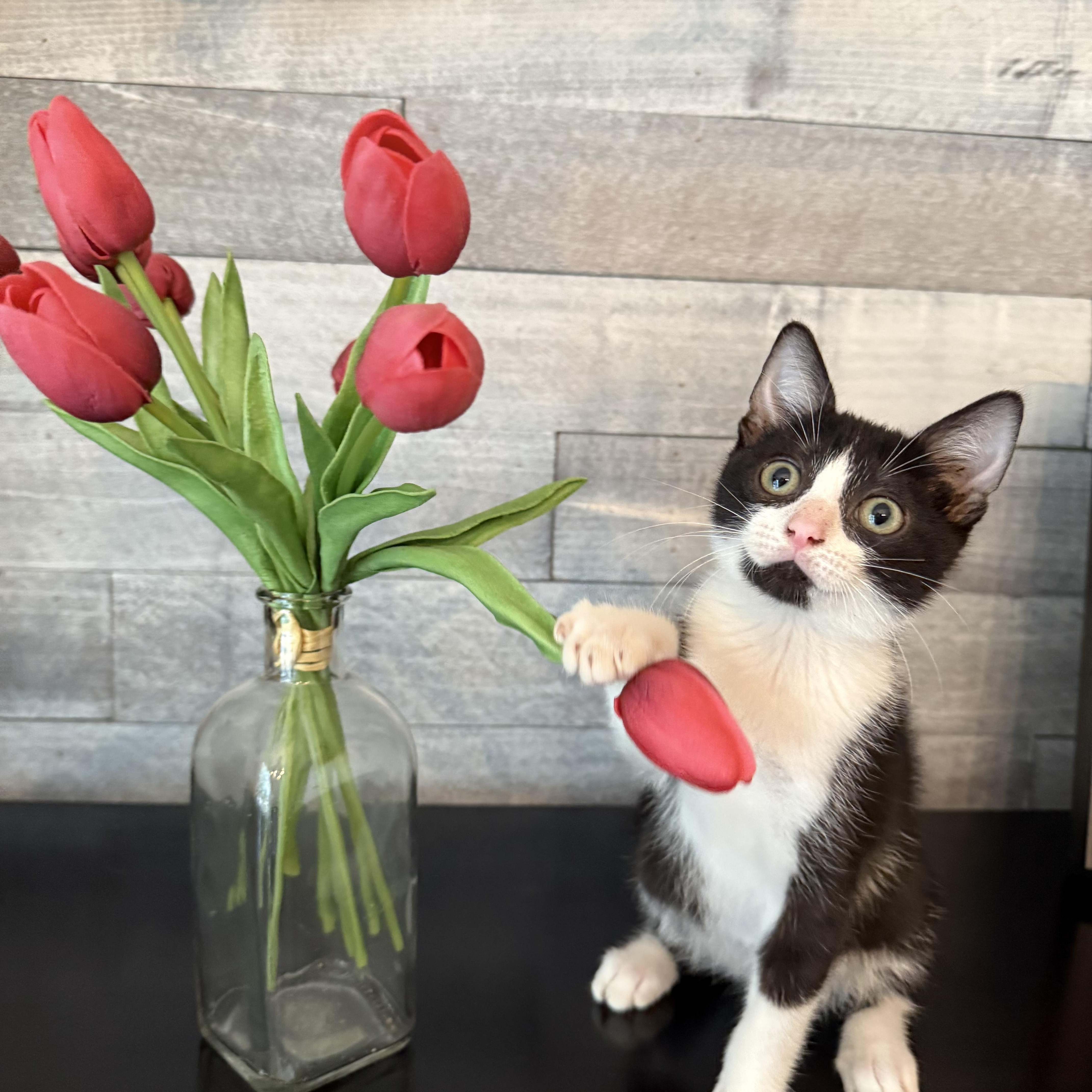 Enlarge Goggles, an adopted Domestic Short Hair in Elverson, PA image 3/3