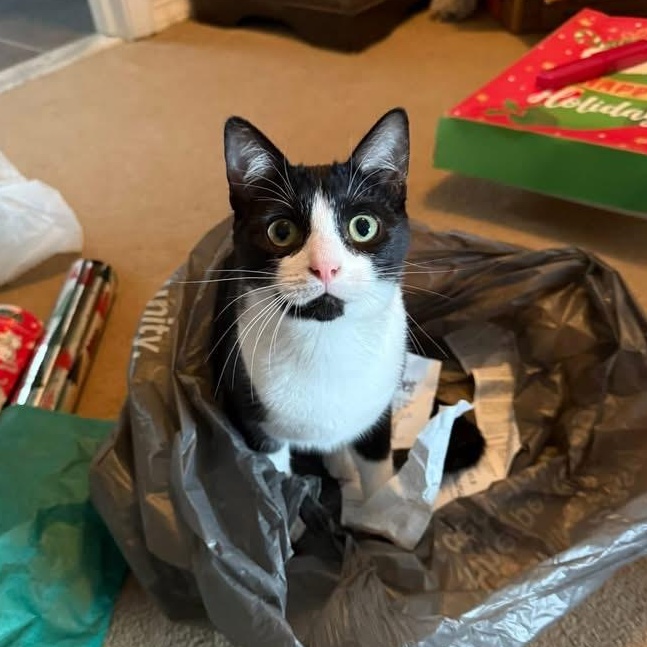 Enlarge Goggles, an adopted Domestic Short Hair in Elverson, PA image 1/3