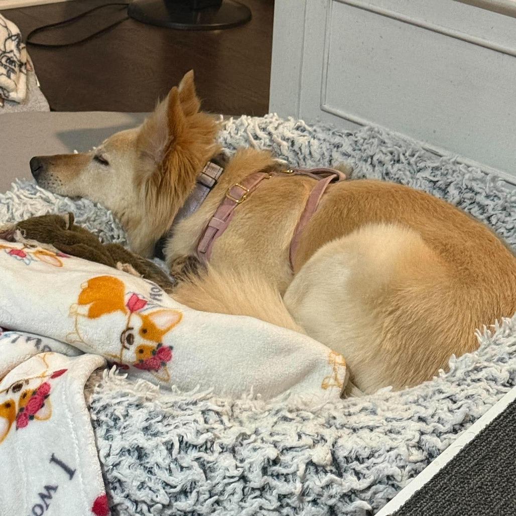 Ziti, a Adoptable mixed breed in Olathe, KS image 1/5