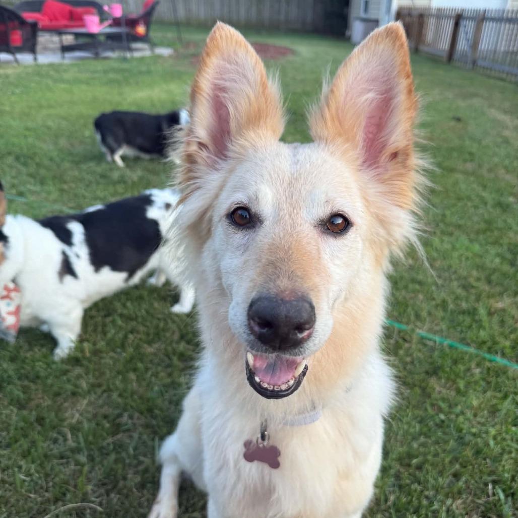 Ziti, a Adoptable mixed breed in Olathe, KS image 3/5