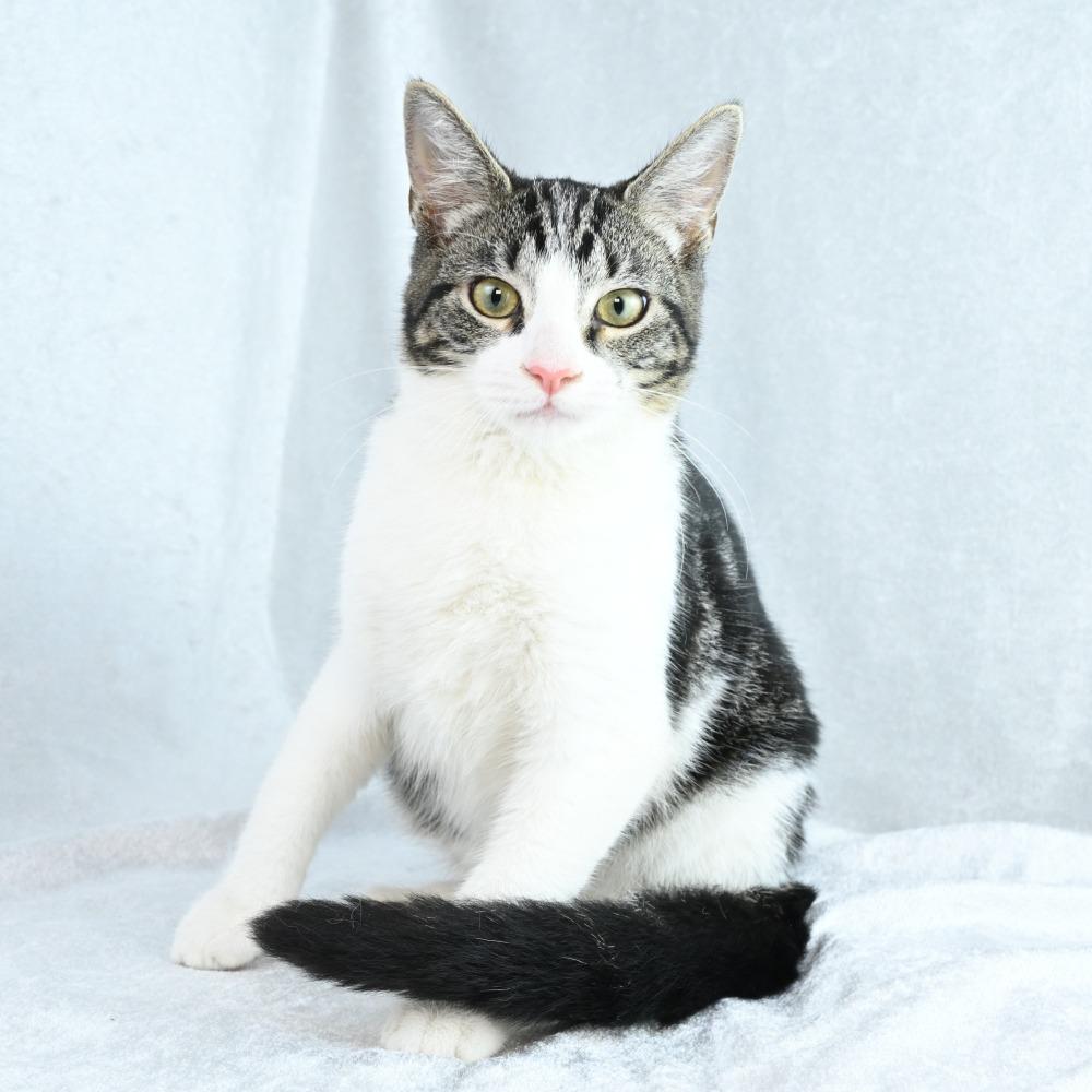 Enlarge Fiona, a Adoptable Domestic Short Hair in Mobile, AL image 1/6