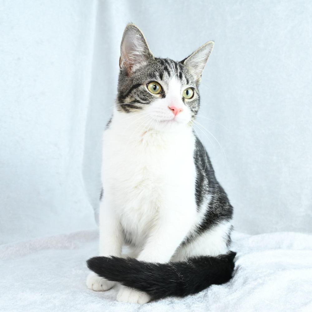 Enlarge Fiona, a Adoptable Domestic Short Hair in Mobile, AL image 2/6