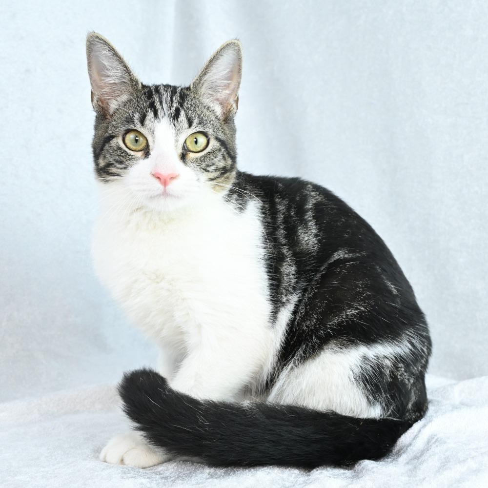 Enlarge Fiona, a Adoptable Domestic Short Hair in Mobile, AL image 3/6