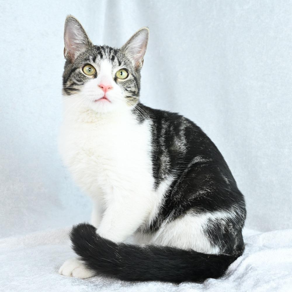 Enlarge Fiona, a Adoptable Domestic Short Hair in Mobile, AL image 4/6