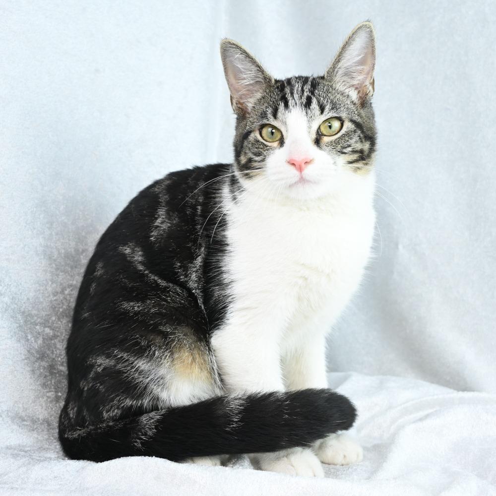 Enlarge Fiona, a Adoptable Domestic Short Hair in Mobile, AL image 5/6