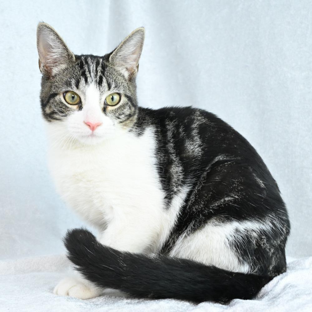 Enlarge Fiona, a Adoptable Domestic Short Hair in Mobile, AL image 6/6