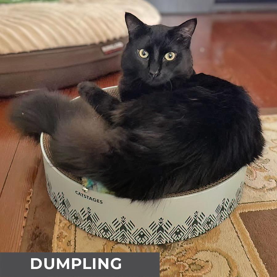Enlarge Dumpling, a Adoptable Domestic Medium Hair in Etobicoke, ON image 2/6