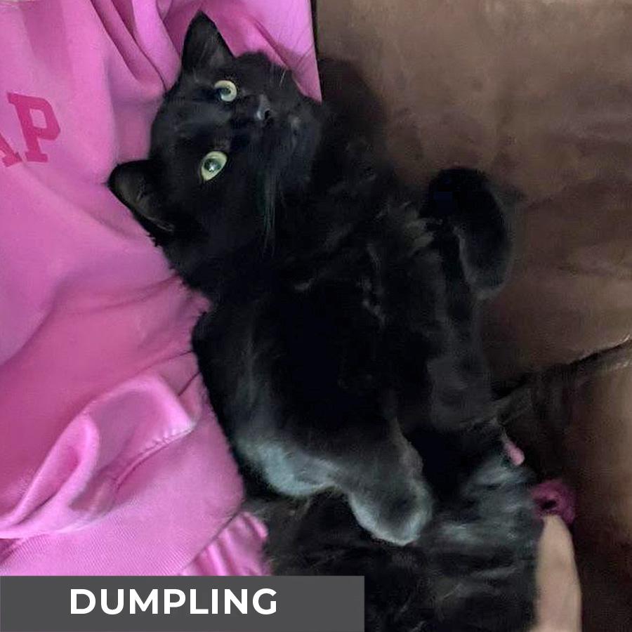 Enlarge Dumpling, a Adoptable Domestic Medium Hair in Etobicoke, ON image 4/6