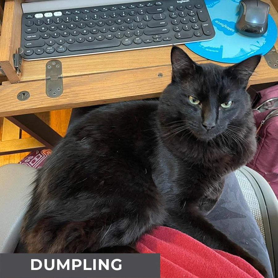 Enlarge Dumpling, a Adoptable Domestic Medium Hair in Etobicoke, ON image 5/6
