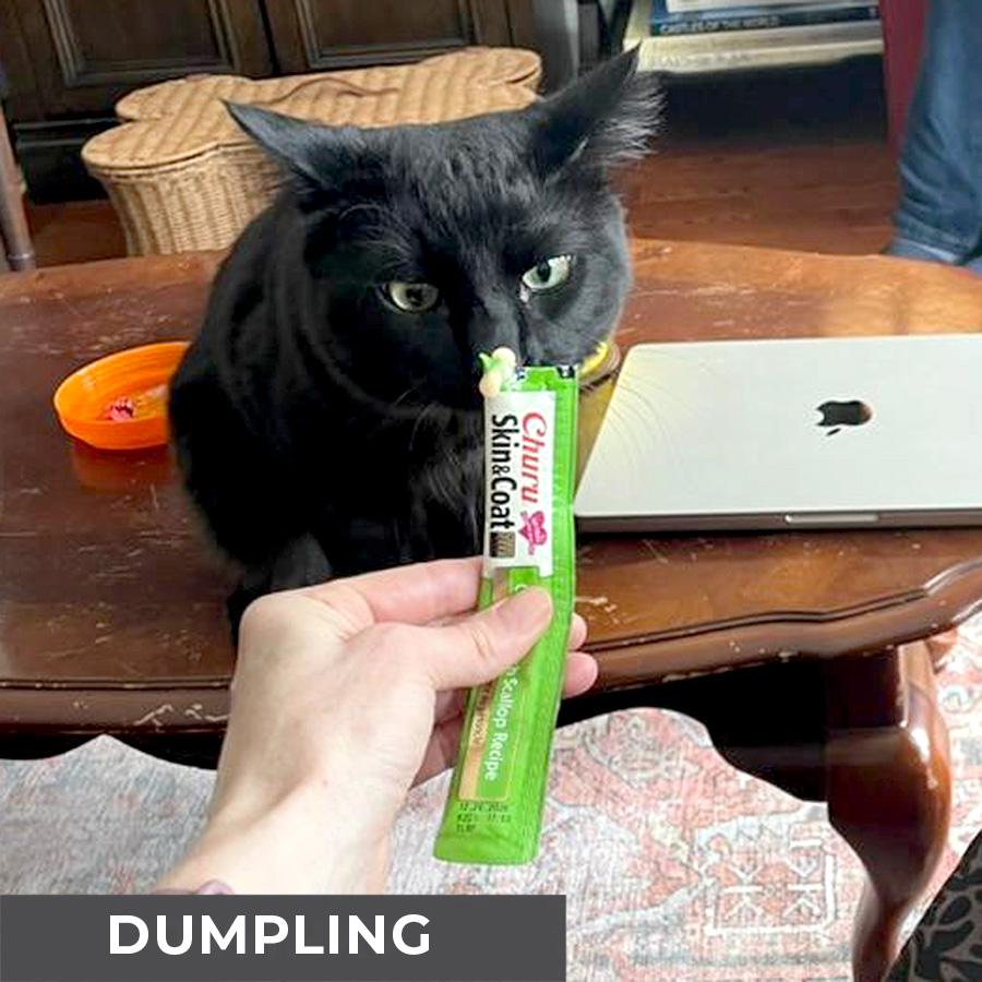 Enlarge Dumpling, a Adoptable Domestic Medium Hair in Etobicoke, ON image 3/6