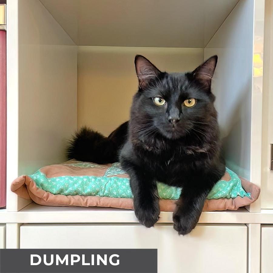 Dumpling, Adoptable, Adult Male Domestic Medium Hair.