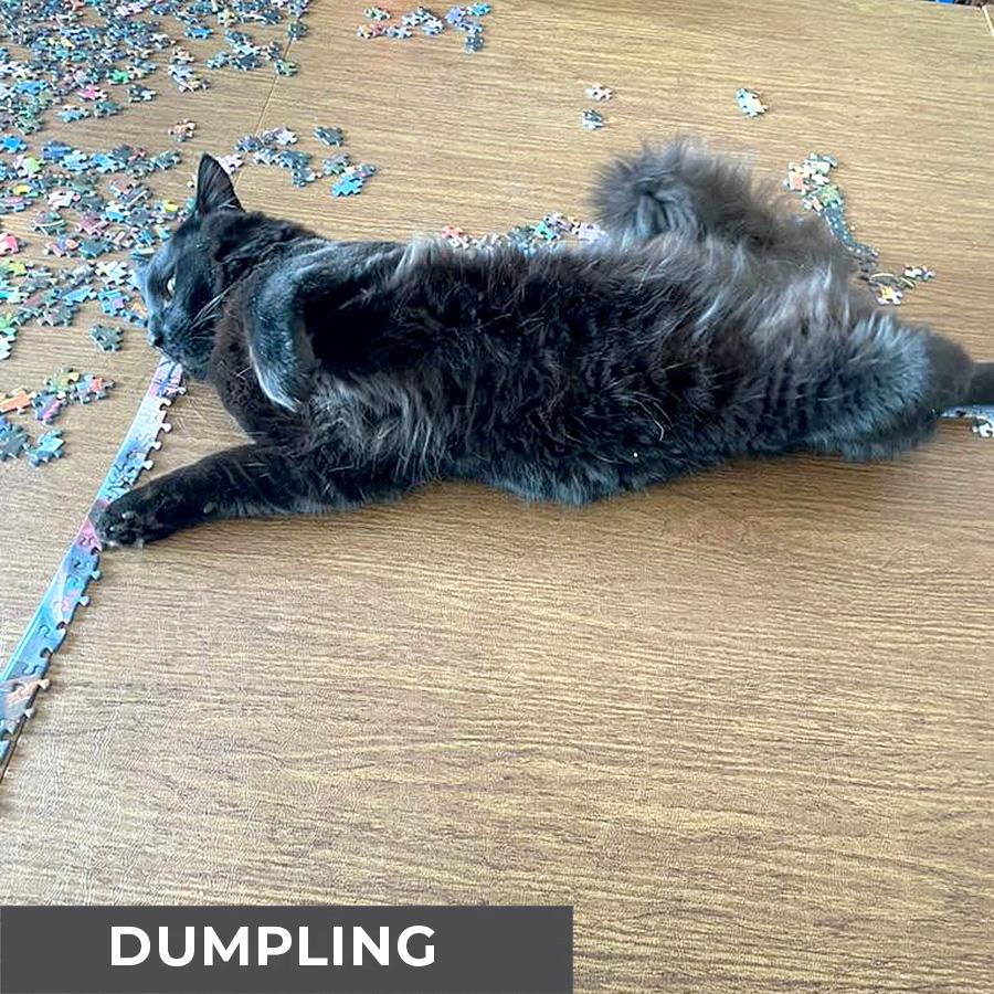 Enlarge Dumpling, a Adoptable Domestic Medium Hair in Etobicoke, ON image 6/6