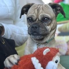 Bowser, Adoptable, Adult Male Pug & Mixed Breed.