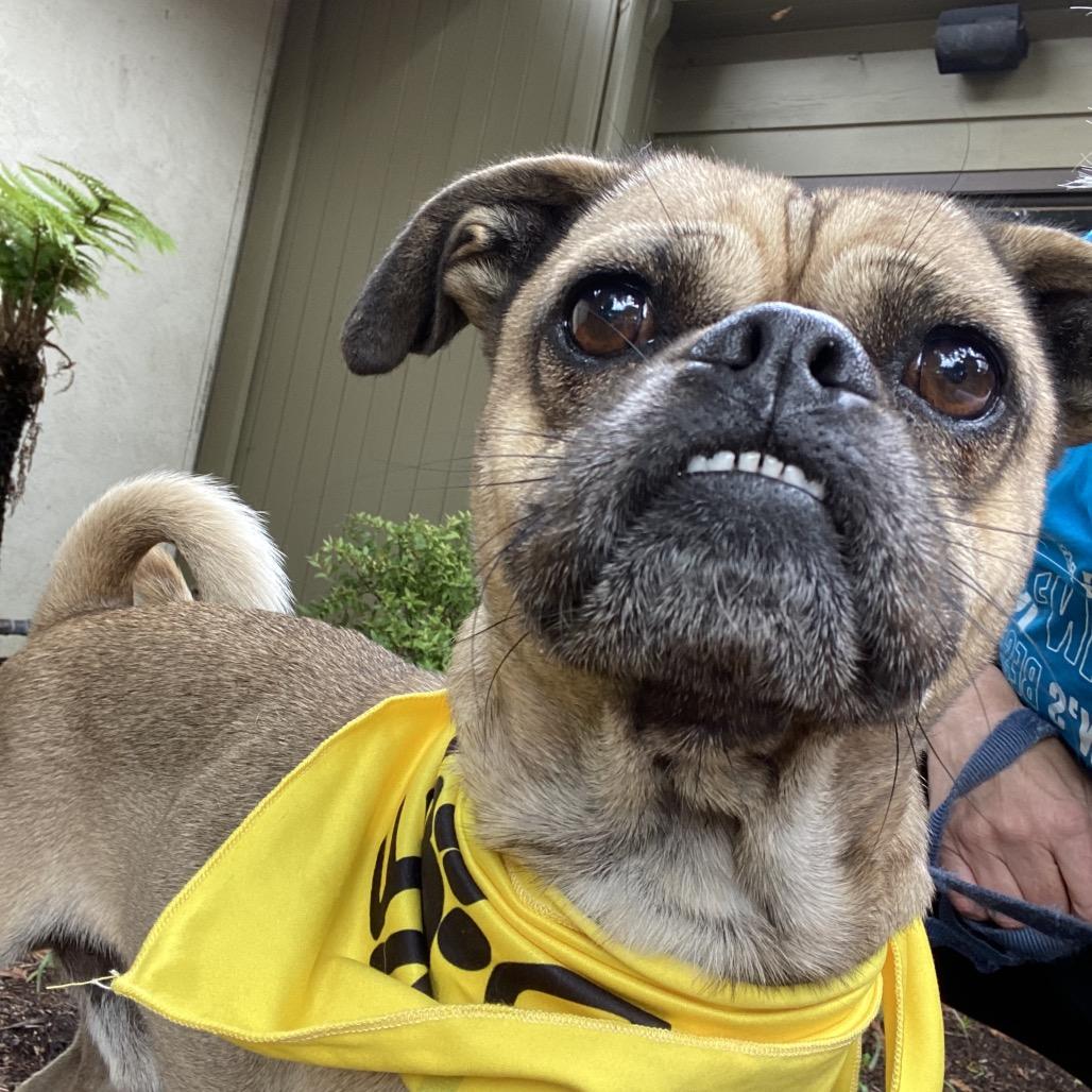 Enlarge Bowser, a Adoptable mixed breed in San Francisco, CA image 3/6